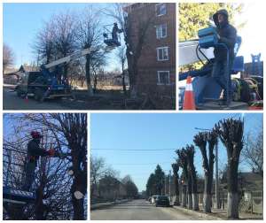 Працівники КП "Овруч" проводять кронування дерев